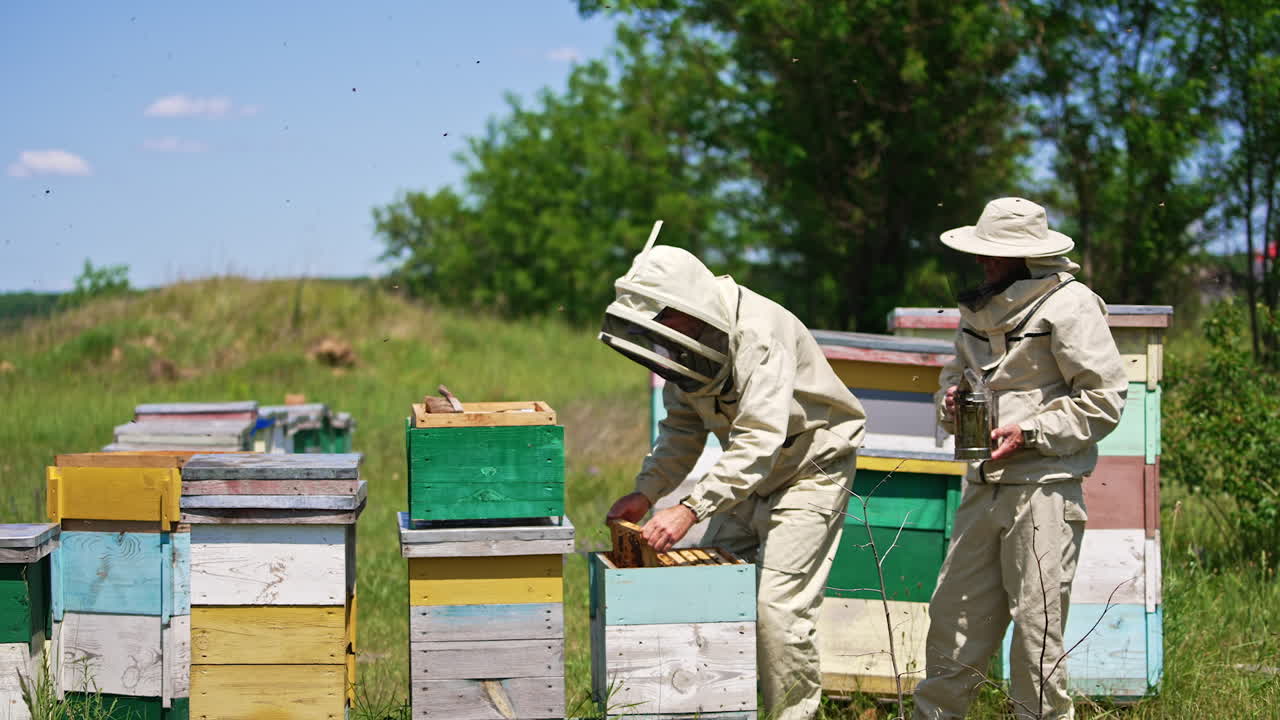 Apiculturists working at bee farm in the meadow. Men take the frames out of hive shaking off the insects. Lots of insects flying around.