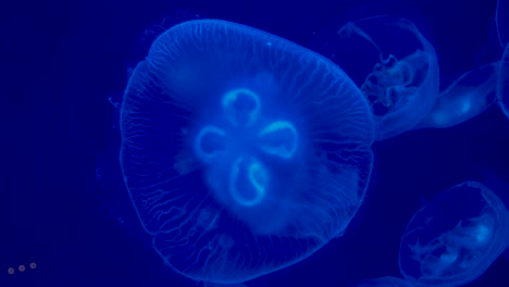 Close-view-of--some-Jellyfishes-swimming