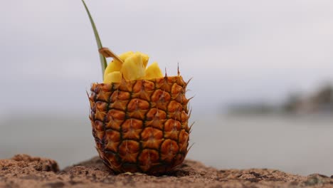 people eating slices of local grown pineapple on a tropical island