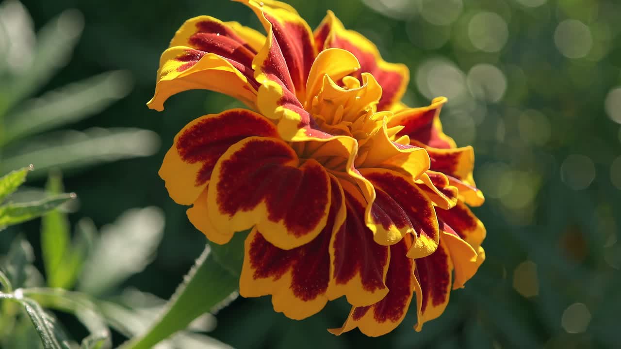 Close-up video of a vibrant marigold flower, captured at a low angle