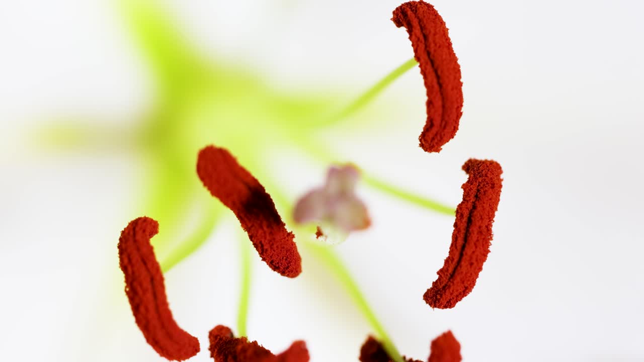 Macro view of lily flower parts, focusing on stamen and pistil with vibrant colors and soft lighting