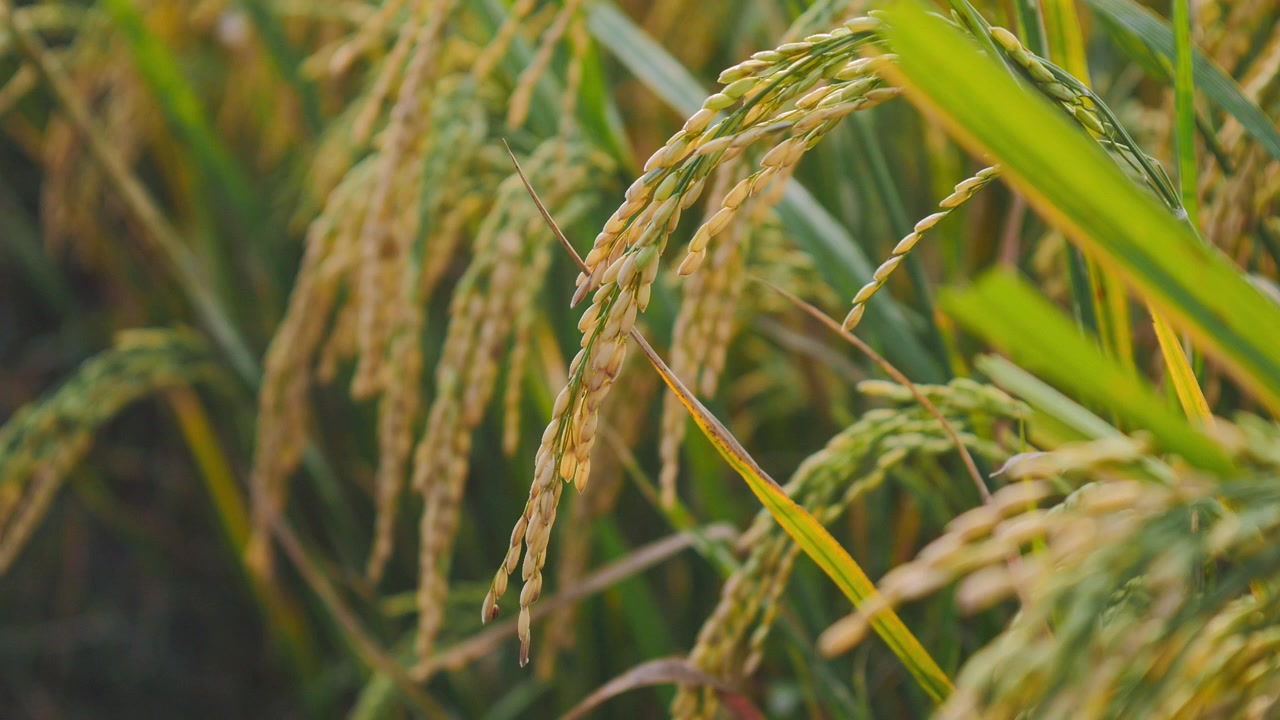 Risaia che ondeggia con la raffica di vento nel campo di riso