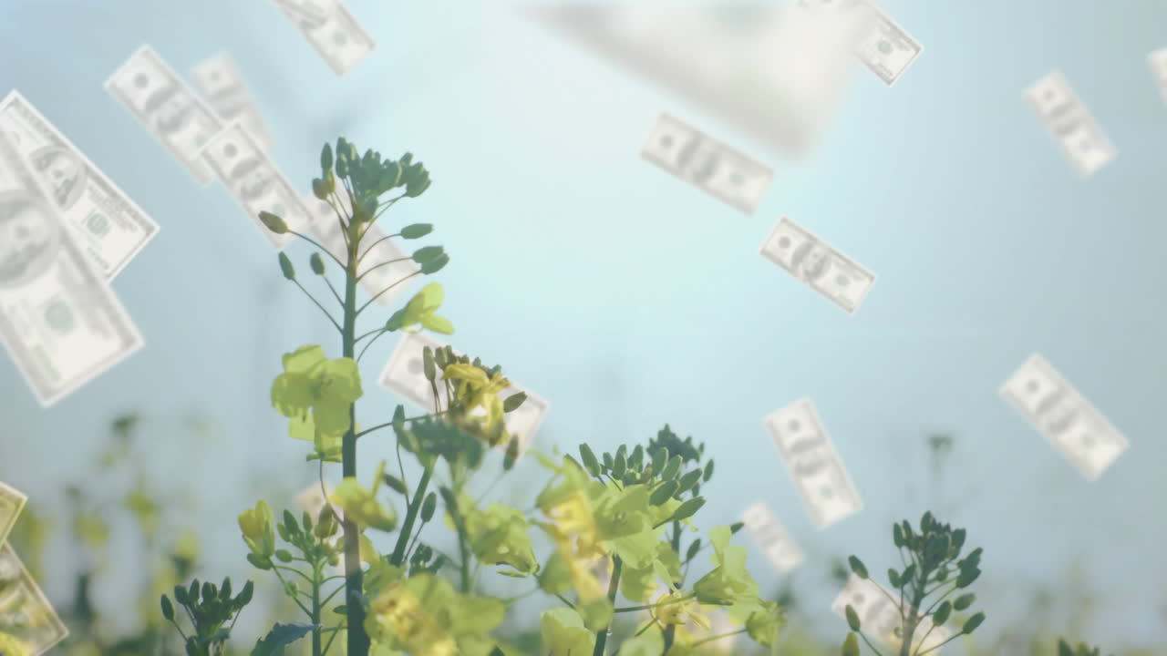 Floating dollar bills over blooming yellow flowers with clear sky animation