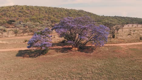 Jacaranda tree with purple blossoms in african savannah, drone shot