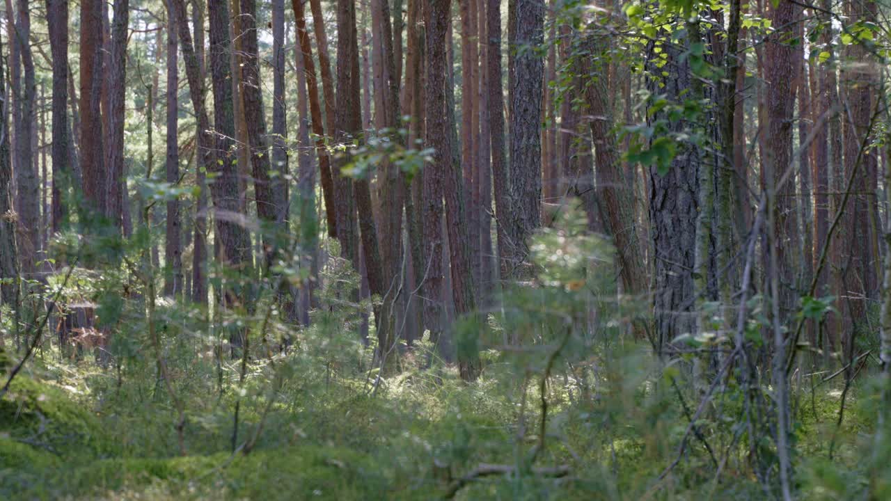 Deep green forest 70mm lens with compression and bokeh