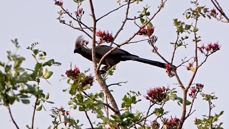 Grauer-Weggehvogel-Oder-Grauer-Lourie-Sitzt-Während-Des-Sonnenuntergangs-In-Afrika-In-Einem-Baum-Mit-Roten-Blumen