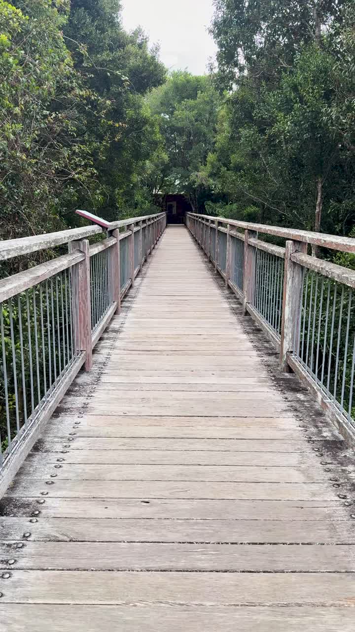 มุมมองเคลื่อนที่ไปข้างหน้าตามสะพานไม้ผ่านป่าอันเขียวชอุ่ม แสงธรรมชาติ การเคลื่อนไหวของกล้องมือถือที่มั่นคง