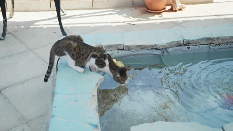 cat drinking water from a small fountain