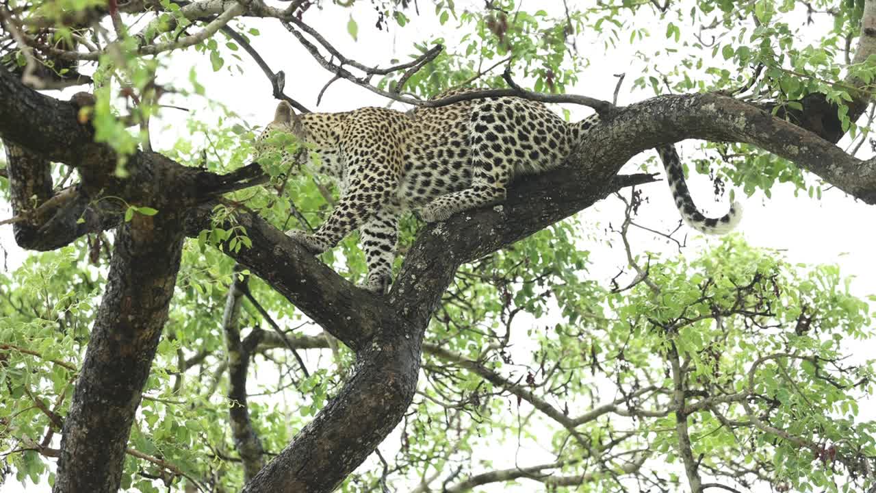 toma amplia de un leopardo sentado en un árbol, gran kruger