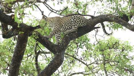 Weitschuss-Eines-Leoparden,-Der-In-Einem-Baum-Sitzt,-Großer-Krüger