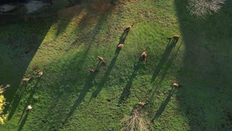 Aerial-top-down-shot-showing-group-of-Australian-kangaroos-grazing-on-pasture-during-golden-hour---rising-drone-flight