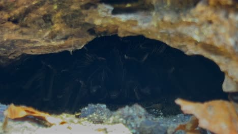 una araña llamada tarántula con patas peludas se sienta en una cueva