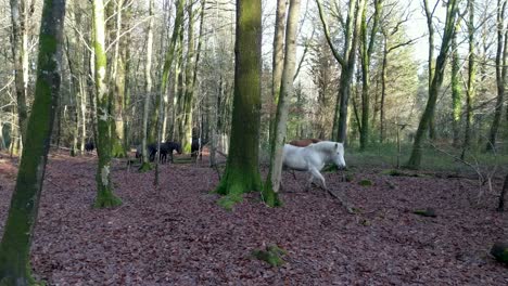 Eine-Gruppe-Wilder-Pferde,-Die-Durch-Den-Neuen-Wald-Laufen