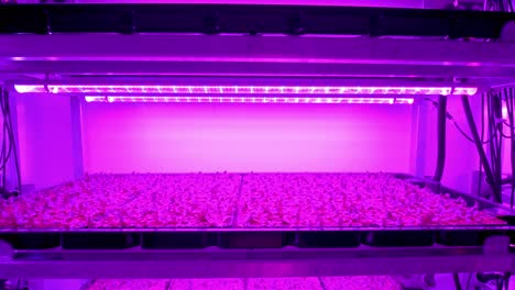 Langsame-Aufnahme-Eines-Fluoreszierenden-Lichts,-Das-Junge-Pflanzen-In-Einer-Vertikalen-Farm-Kultiviert