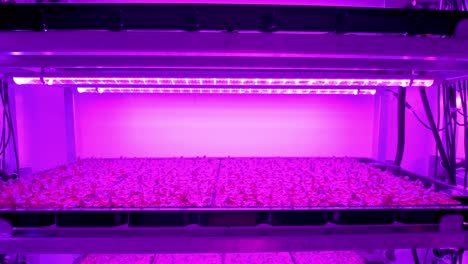 slow shot of a fluorescent light cultivating juvenile plants in a vertical farm