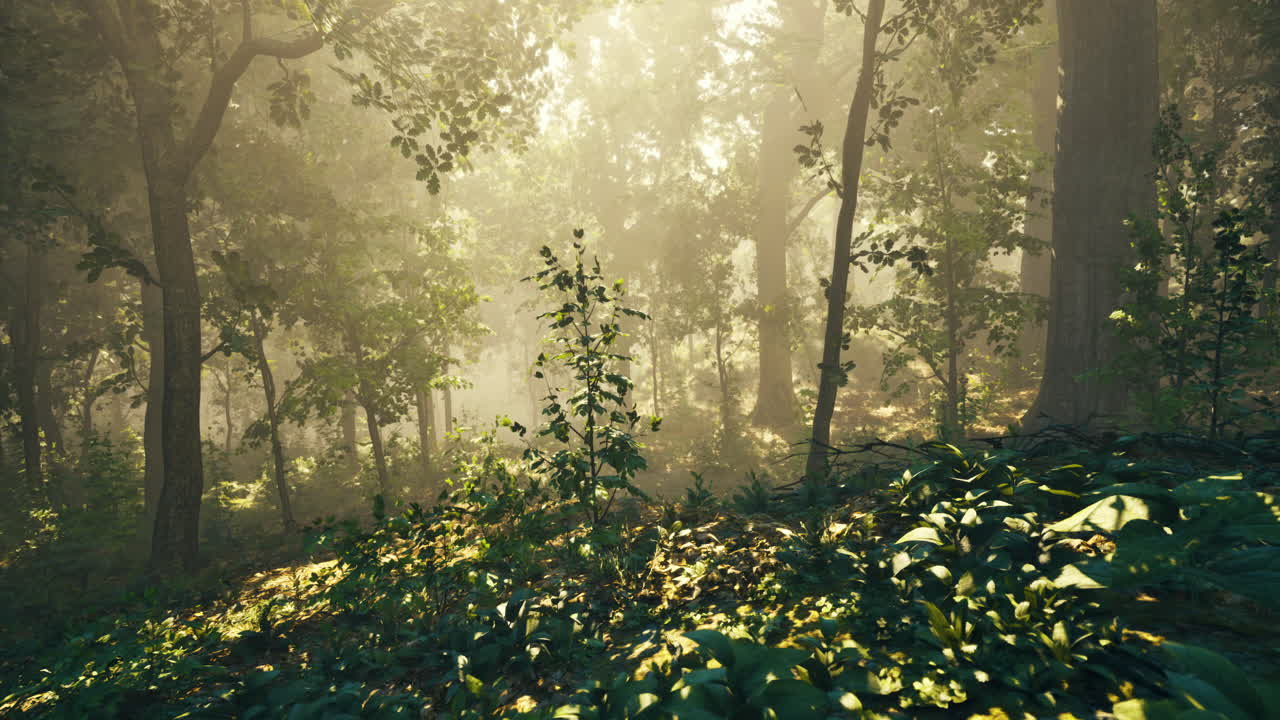 Morning light filters through trees in a serene forest landscape