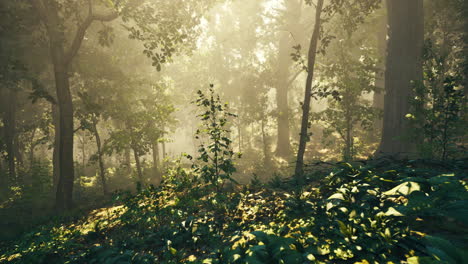 morning light filters through trees in a serene forest landscape