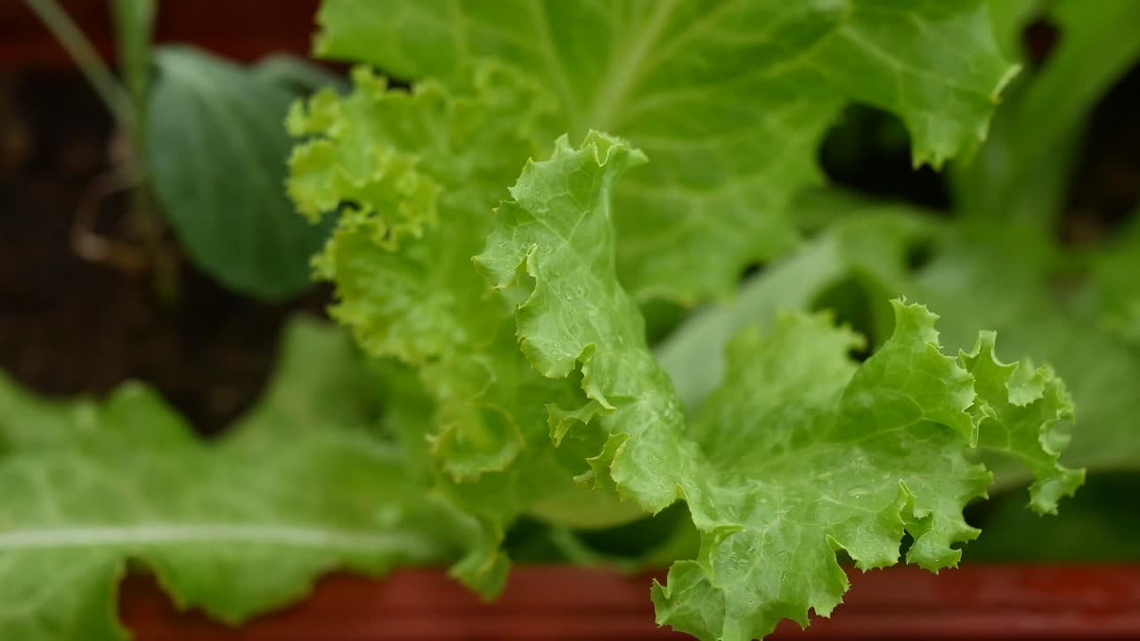 Close-up of Fresh Green Lettuce Leaves in a Garden