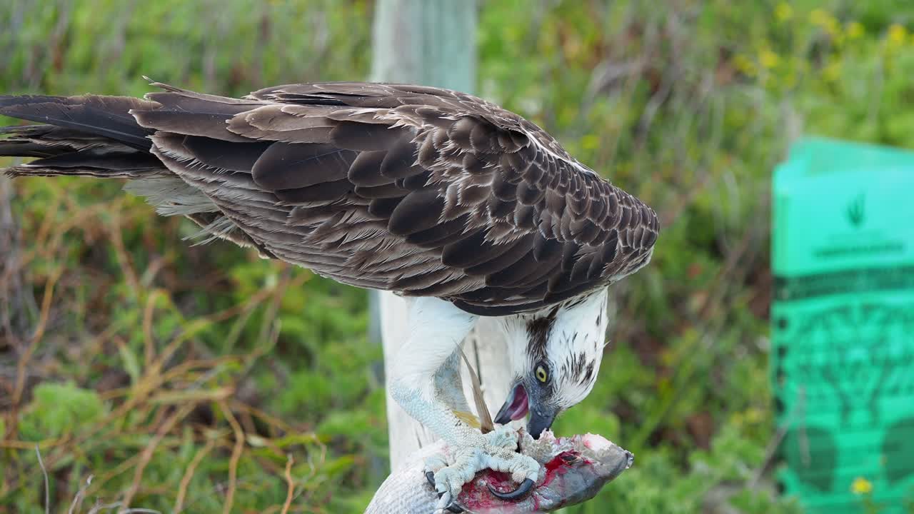águila pescadora comiendo un pez dorado