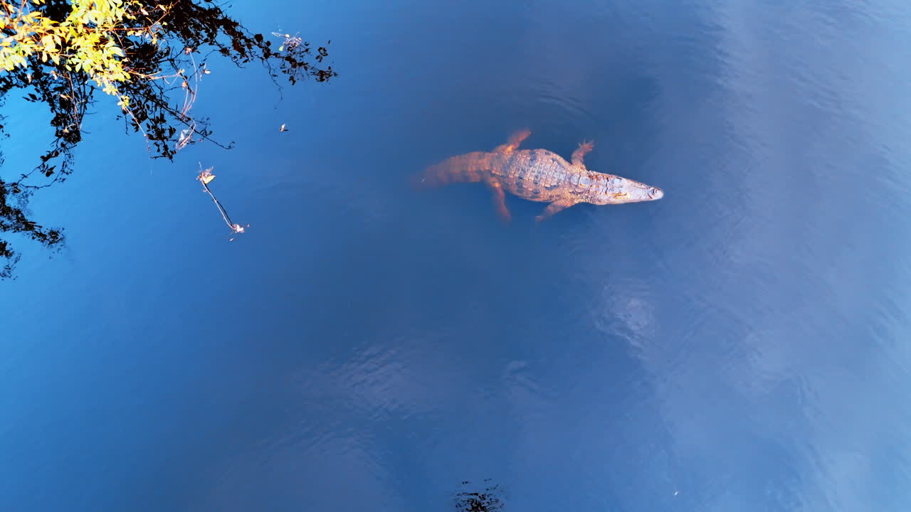 A crocodile lies relaxed on the river surface. Aerial perspective on the dangerous predator in his natural habitat.