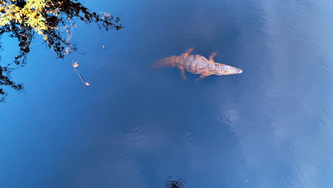 a crocodile lies relaxed on the river surface. aerial perspective on the dangerous predator in his natural habitat.