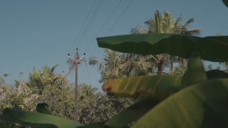 Power-lines-in-the-jungle.-Safety,-calmness