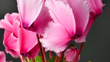 blooming cyclamen. rotating movement. close-up