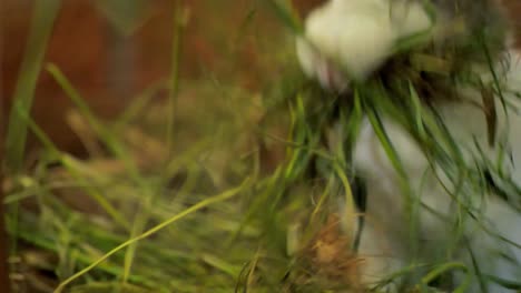 a dutch rabbit builds a nest in her hutch using hay. she works quietly and precisely, creating a warm, hidden space. it’s a simple yet powerful display of maternal instinct