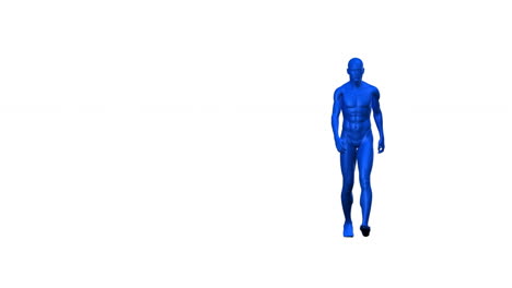 animation of digital human walking on white background