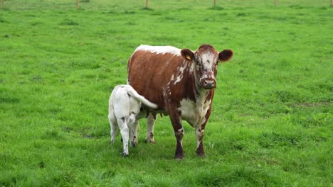 brown cow breastfeeding white calf on a green grassy field, in england