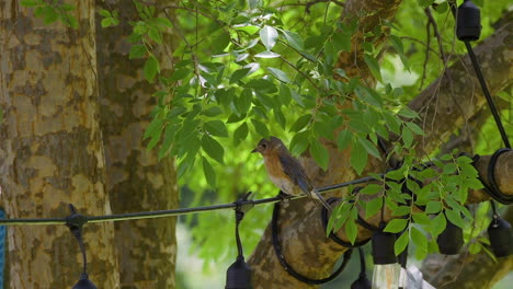 Eastern-bluebird-female-sitting-on-a-string-of-unlit-decorative-lights