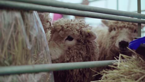 Greyface-Dartmoor-Sheep-Trying-To-Get-Out-Of-The-Cage-During-An-Agricultural-Show-In-England,-UK---Closeup-Shot