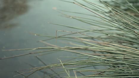 Dünnes-Schilf-Auf-Einem-Teich