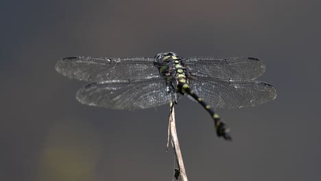 the common flangetail dragonfly is commonly seen in thailand and asia