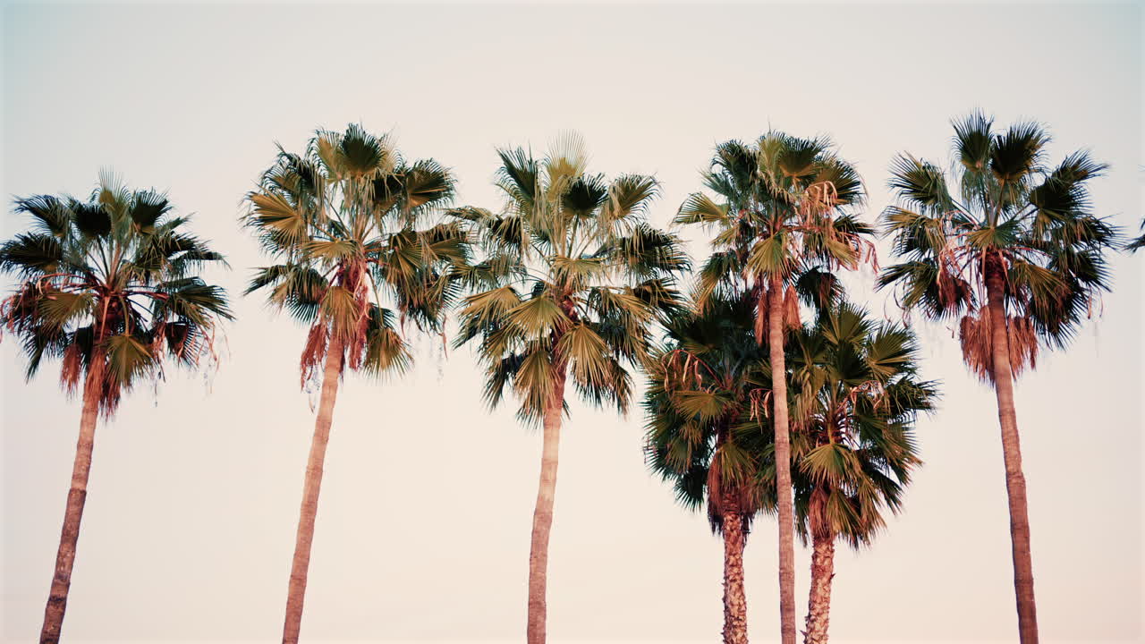 A line of tall palm trees captured at sunset with warm light illuminating the fronds