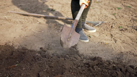 unrecognized person is digging the ground. farmer works in the garden in spring.