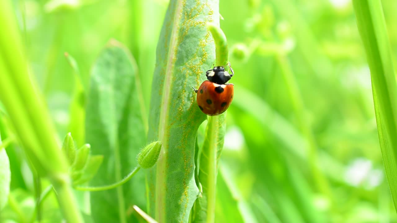 Ladybug and leaves of a grass. Ladybug in the spring