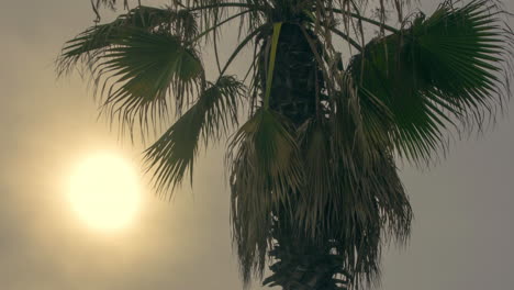 lapso de tiempo de la puesta de sol con silueta de palmera tropical.