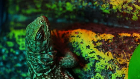 Vertical-Video:-Close-Up-Portrait-of-an-Argentine-Black-and-White-Tegu