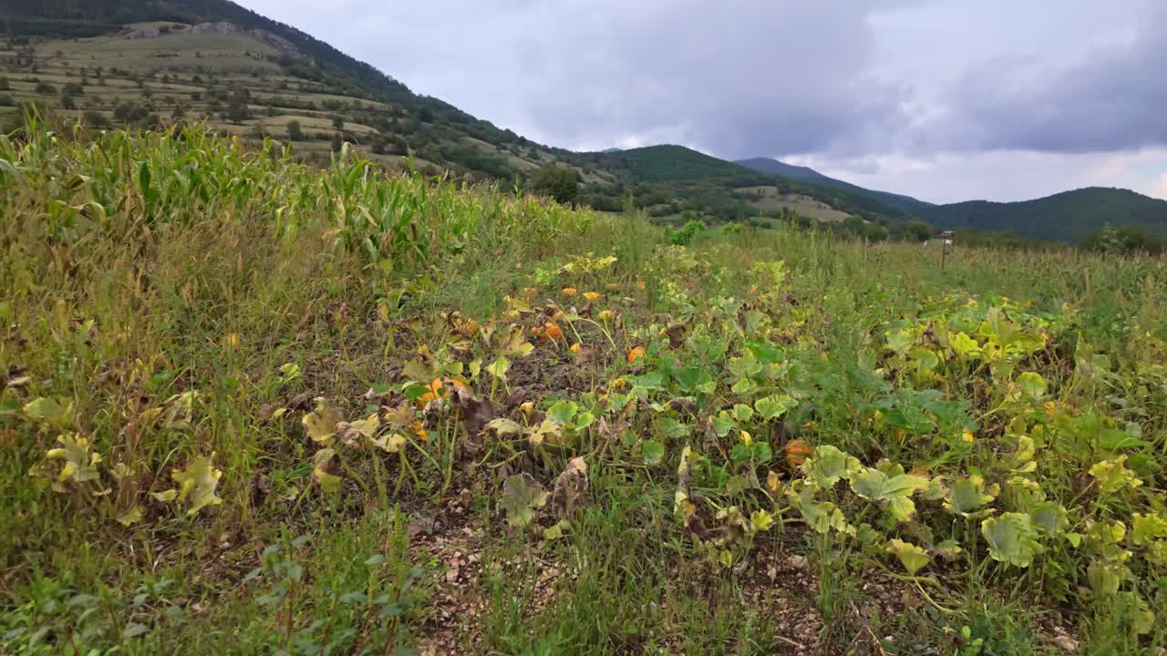 Local orange pumpkin and corn plantation in the Torockó countryside with the surrounding mountains in the background in Romania