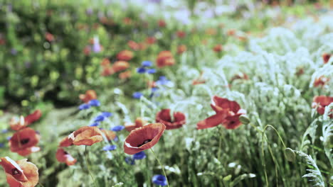 beautiful field of red poppies and cornflowers