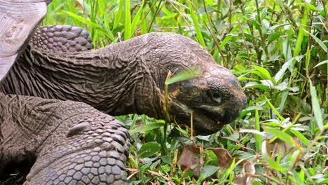 cerca de una tortuga gigante endémica de galápagos comiendo en el área de tortugas gigantes de rancho el manzanillo en la isla de santa cruz