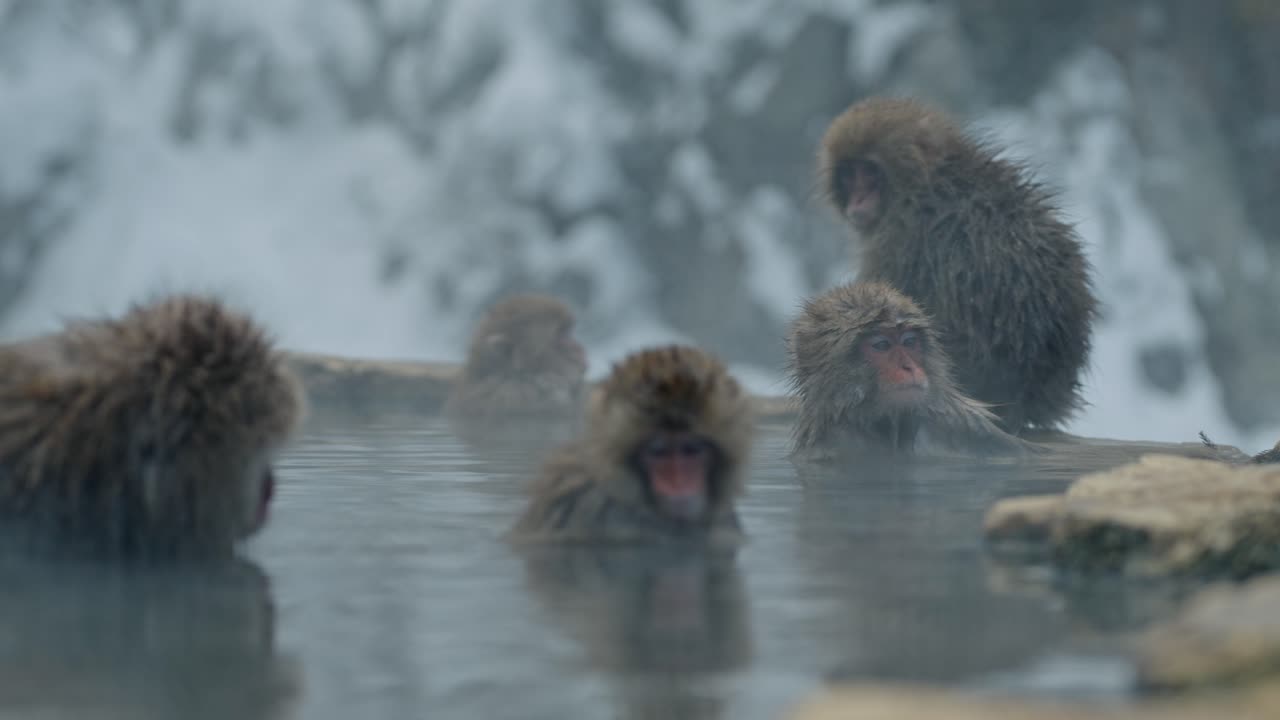 un sereno mono de nieve disfruta de las aguas cálidas de jigokudani onsen, con el impresionante telón de fondo de yamanouchi, japón.