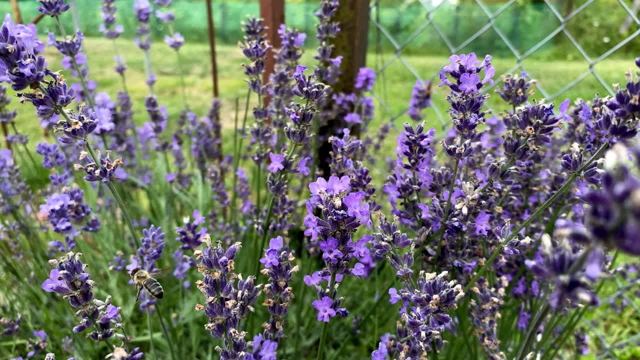 화창한 날 자연에서 보라색 꽃의 꿀을 모으는 야생 꿀벌