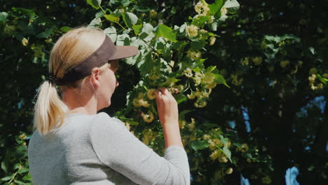 woman picks linden flowers from a tree collection of medicinal plants