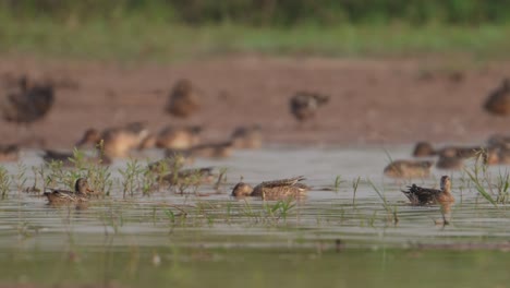 flock of ducks feeding in lakeside area in morning