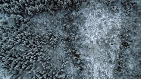 Drop-down-view-of-winter-wonderland-Christmas-spruce-tree-forest-in-the-winter-snow