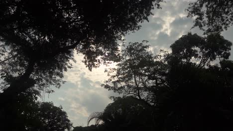 sky view through the forest