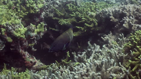 Tracking-shot-of-a-coral-trout-swimming-over-a-hard-coral-reef