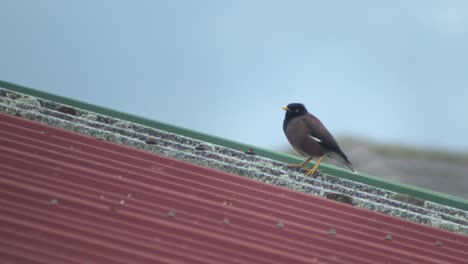 Indischer-Myna-Vogel-Thront-Auf-Metalldach,-Pflege,-Australien,-Gippsland,-Victoria,-Maffra